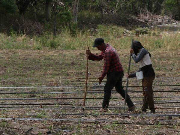 En comunidades del sur hay productores que perdieron toda su cosecha de maíz, después de sembrar con las pocas lluvias registradas en mayo.