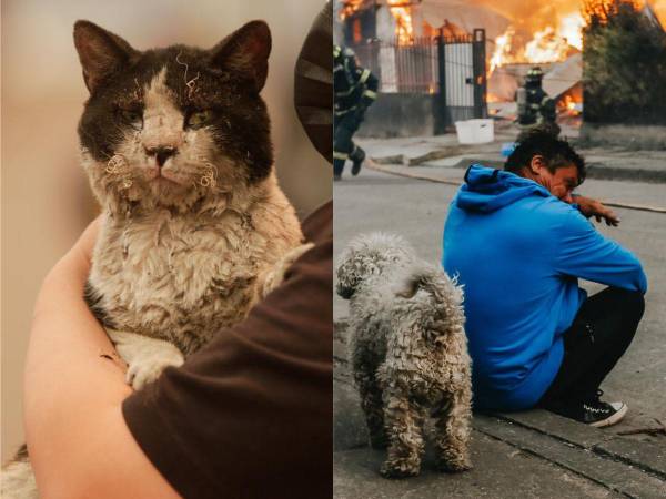 Ya son 19 personas fallecidas a causa de los graves incendios forestales que azotan las regiones centrales de Ñuble y el Biobío, donde los efectivos de bomberos y protección civil siguen luchando contra las llamas en condiciones naturales adversas, con fuerte calor e intensos vientos. Aquí las imágenes: