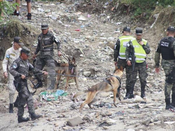 Odín y Max, como se llaman los dos caninos, llegaron desde Tegucigalpa para integrarse a la búsqueda del cuerpo del pequeño Elvis Eliú Bautista, en San Pedro Sula, en el sexto día de intentos por encontrarlo, tras haber sido arrastrado por una corriente.