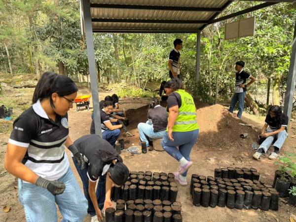 AMDC sembrara unos 200 mil árboles para rescatar áreas verdes en la capital
