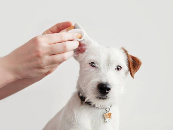 Si su perro se rasca o sacude las orejas con frecuencia puede ser un indicio de molestias. Revíselo cuanto antes.