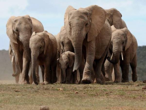 A head of African elephants walks in Addo Elephant National Park, some 60 kms outside of Port Elizabeth on November 15, 2009. Tourists who visit Port Elizabeth during next year's 2010 World Cup football championship in South Africa will be able to see some of Africa's wildlife like the elephants. AFP PHOTO / ALEXANDER JOE