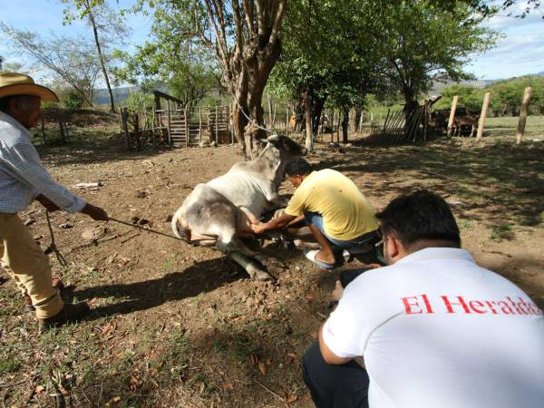 Dos campesinos de Morolica, Choluteca, intentan levantar una vaca debilitada que cayó al suelo debido a la falta de alimento provocada por la sequía que golpea la zona.