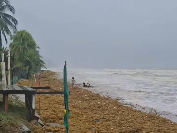 Las últimas lluvias han transformado radicalmente el paisaje de las playas de Triunfo de la Cruz en Tela, dando paso a densas capas de sargazo.
