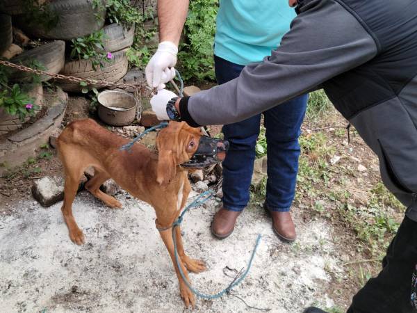 Según los expertos, la mosca en las ciudades afecta más a los animales domésticos, por eso existe mayor probabilidad de afectación en humanos.