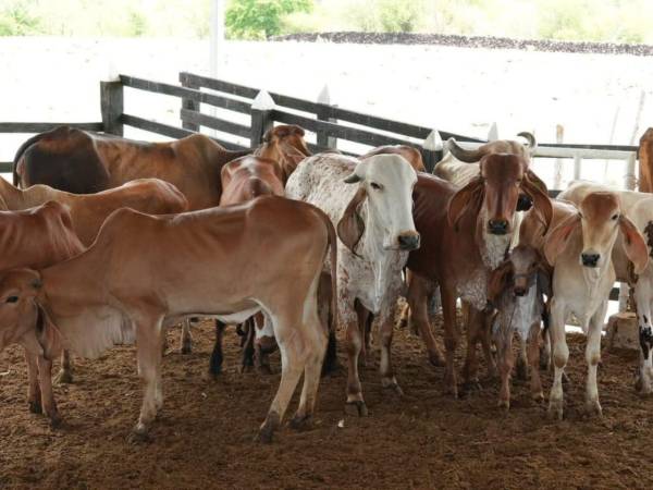 La iniciativa busca aumentar la productividad y competitividad del sector mediante programas de mejoramiento genético, entrega de insumos como semillas de pasto adaptadas a cada finca, repoblación bovina y fortalecimiento de la alimentación animal.