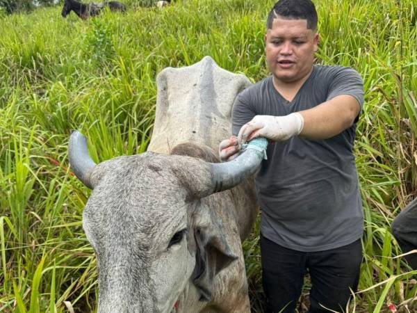 Los productores en el campo son los que deben establecer los controles preventivos.