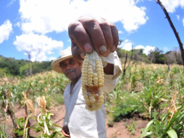 El campesino César Montoya todavía tiene fe en Dios que sacará la mínima parte de la cosecha.