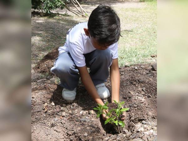 Los niños de los Clubes Ecológicos del proyecto Escuelas Amigables con el Ambiente se reunieron en el parque cerro Juana Laínez para sembrar árboles, con el apoyo de la Alcaldía Municipal.