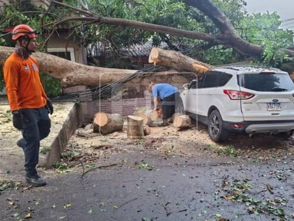 Un enorme árbol cayó sobre varios vehículos durante la madrugada de este miércoles 23 de septiembre en el sector 1 de la colonia Kennedy, en Tegucigalpa, dejando al menos cuatro automóviles dañados.