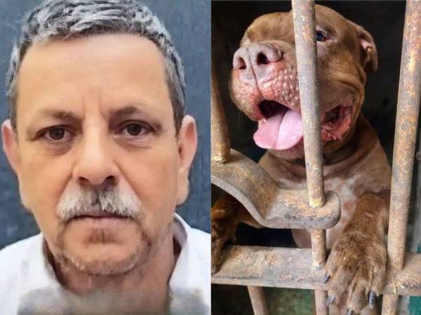 La noticia de que un hombre de 75 años murió tras ser supuestamente atacado por un perro de raza pitbull, de nombre Zeus, se viralizó. El hecho ocurrió el pasado lunes en horas de la tarde y, el martes 22 de septiembre, autoridades de la Policía Municipal se llevaron al perro. ¿Qué se sabe hasta ahora?