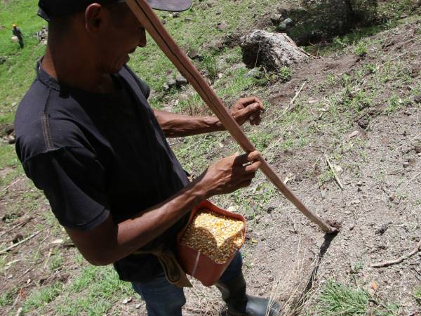 En algunas zonas no se puede producir maíz, debido a que el periodo de lluvia es muy corto y los agricultores perderán la semilla.