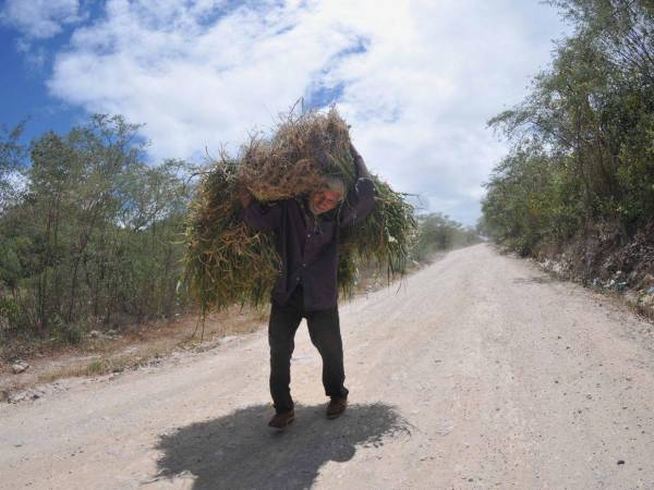 Don Francisco Godoy busca zacate por toda la comunidad para mantener con vida las vacas en las que invirtió 150,000 lempiras.