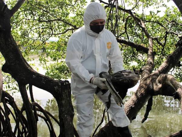 Se activan los protocolos de vigilancia epidemiológica luego de que las autoridades sanitarias confirmaran la detección del virus de influenza aviar tipo A, subtipo H5N1, en aves silvestres en el occidente de Honduras. ¿Puede contagiarse a los humanos? ¿Cuáles son sus síntomas?