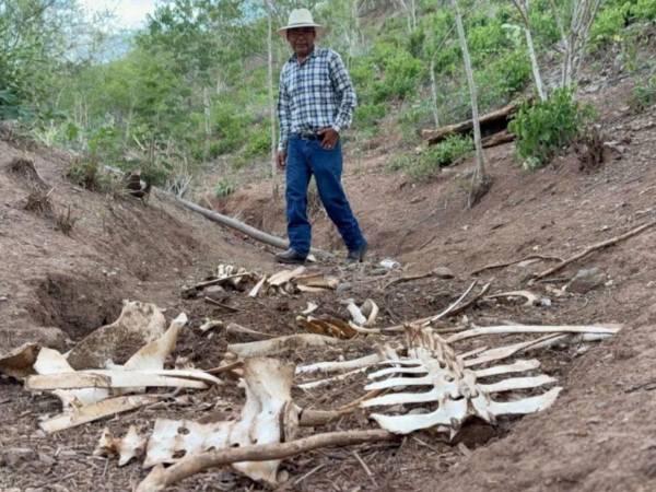 En Olanchito, Yoro, reportan pérdida de ganado debido a la sequía. Los pobladores se quedaron sin cosecha de granos básicos y ahora se les están muriendo los animales.