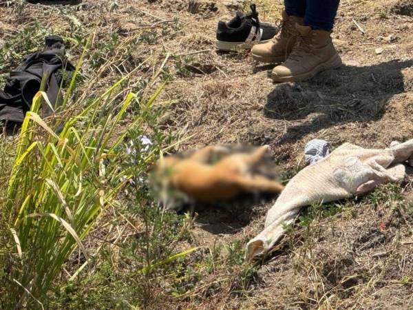 Al menos seis integrantes de una familia murieron y siete personas resultaron heridas tras el volcamiento de una camioneta registrada en el Viaducto Diamante, en Acapulco, Guerrero, en México, durante el Viernes Santo. Entre las víctimas también se confirmó la muerte de la mascota que acompañaba al grupo familiar.