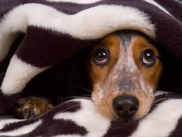 La pirotecnia puede causar quemaduras y lesiones físicas directas si los animales entran en contacto con los artefactos pirotécnicos, aseveran expertos en cuidado animal