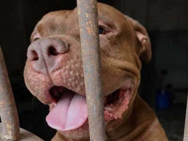 Autoridades sanitarias y municipales llegaron hasta la vivienda ubicada en la colonia Hato de Enmedio, de Tegucigalpa, capital de Honduras, donde un perro pitbull atacó y mató a su dueño el pasado lunes 21 de septiembre de 2026.
