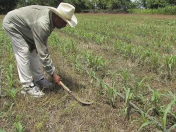 Las autoridades recomiendan la siembra de cultivos alternos que requieran menos agua ante los pronósticos de la llegada de El Niño.