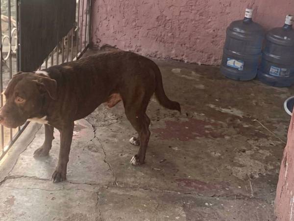 Alison Murillo, de 11 años, fue atacada por un pitbull el pasado viernes cuando regresaba de la escuela. Su madre relató que encontró a la menor ensangrentada y pidió ayuda para cubrir los gastos médicos.