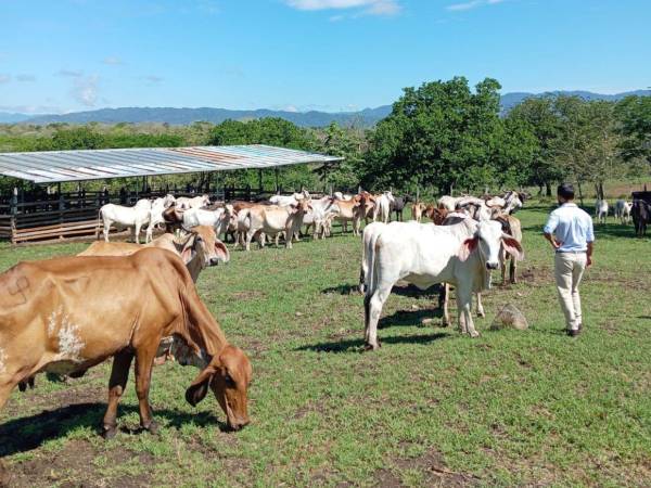 Senasa ha inspeccionado a más de 192,000 animales, entre ganado vacuno, cerdos, caballos y perros.