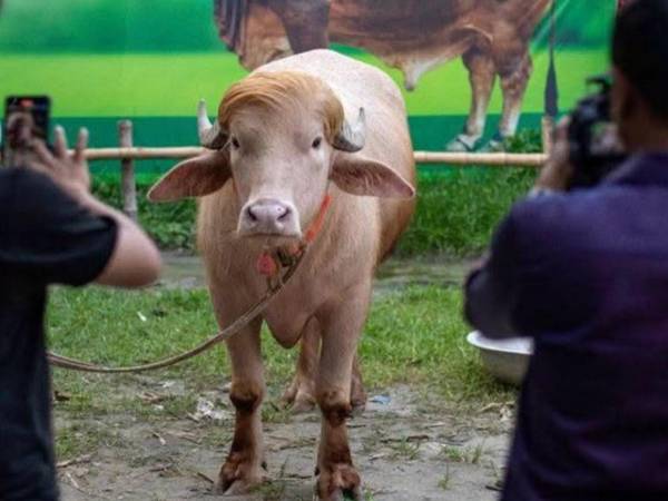 El Gobierno de Bangladés se ha convertido en el insólito salvador de 'Donald Trump', un inusual búfalo albino al que se le ha encontrado parecido al presidente de EE.UU., al ordenar que el animal no fuera sacrificado durante las celebraciones de la fiesta musulmana del sacrificio, por temor a que se produjeran disturbios.