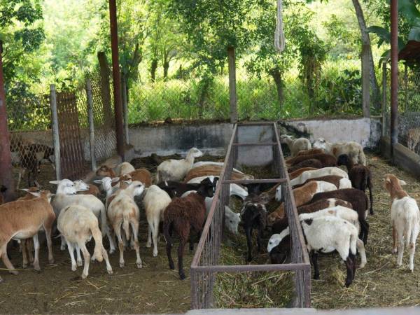 La cría de de cabras y ovejas representa una alternativa rentable para la diversificación productiva en el corredor seco.