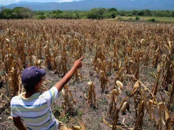La sequía ha impactado fuertemente en municipios de Olancho y El Paraíso donde algunos productores perdieron su siembra de frijoles.