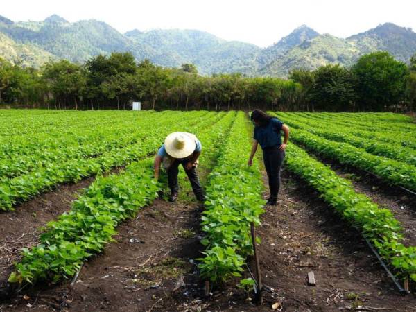 Las autoridades gubernamentales harán una importante inversión económica para fortalecer la producción agrícola nacional, según se dio a conocer.