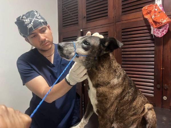 Uno de los casos más recientes que movilizó a las autoridades fue el rescate de Estrellita, una perrita que presuntamente sufría maltrato y abuso en las cercanías del principal centro hospitalario del país.