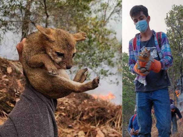 Los incendios tienen un impacto negativo en la flora y fauna. Expertos dicen que los animales rápidos pueden huir, pero otros, que son muy pequeños o lentos, fallecen por el fuego. Esta cría de coyote fue rescatado de un incendio forestal en el Cerro de Capire, en Nueva Armenia, en marzo de 2024.