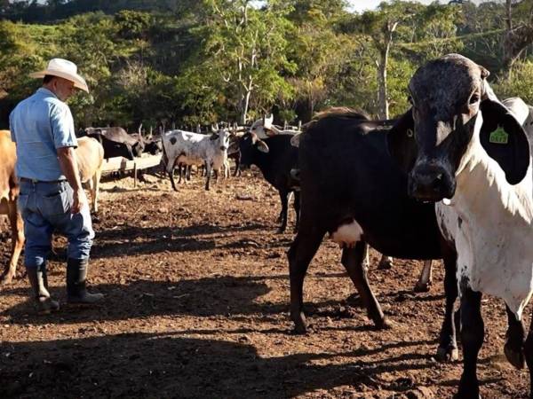 Los representantes del sector ganadero garantizan que habrá abastecimiento de leche y mantener los precios para el consumidor final.