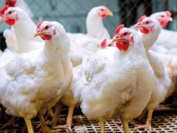 Las autoridades de la Secretaría de Agricultura y Ganadería (SAG), a través de Senasa anunciaron que Honduras reactiva las exportaciones avícolas tras controlar la influenza aviar en el país.