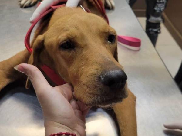 El perro que fue arrastrado por su dueño ahora se encuentra bajo los cuidados del Refugio Patitas de Amor en Tela.