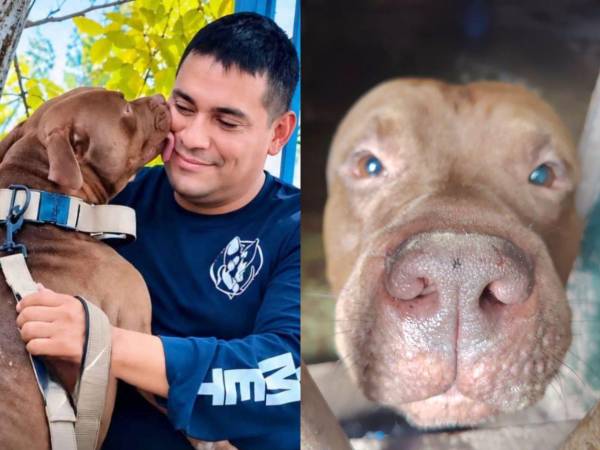 Zeus, el perro pitbull que mató a su dueño en la colonia Hato de Enmedio de Tegucigalpa, ha tenido un gran cambio tras el lamentable hecho. Esto es lo que hicieron con el canino y así luce actualmente.