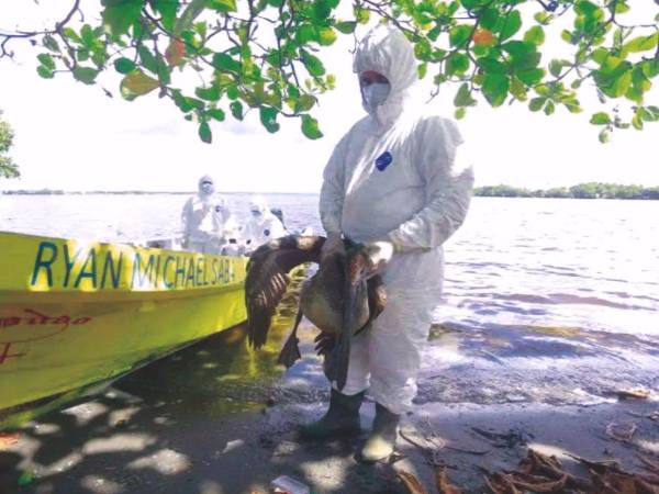 El brote de influenza aviar se mantiene circunscrito a fauna silvestre.