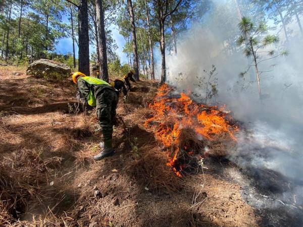 Honduras ha reportado incendios forestales en 60 de las 93 áreas protegidas en los últimos 6 años. Las autoridades y expertos llaman a actuar debido al grave impacto en la biodiversidad.