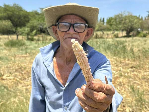 Gertrudis Paz, un campesino de 91 años, muestra a EFE una mazorca de maíz con unos pocos granos mientras explica que toda su cosecha se perdió por la severa sequía que castiga al sur de Honduras, donde agricultores y ganaderos ruegan para que haya lluvias en septiembre y se salve la postrera, la última siembra del año.