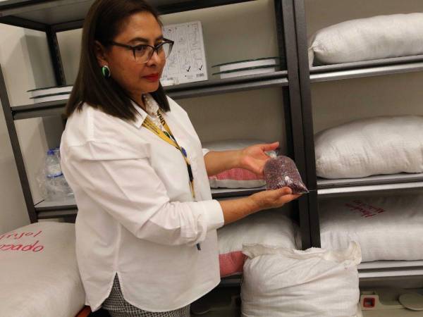 María Luisa García Rodríguez, coordinadora del Observatorio de Seguridad Alimentaria y Nutricional (OBSAN) de la Facultad de Ciencias Sociales de la UNAH, explicó sobre las variedades de frijol.