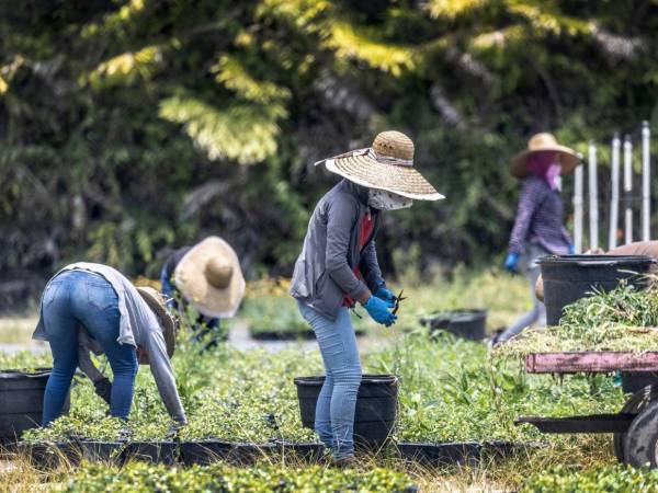 Hasta ahora, los trabajadores se han desplazado principalmente a Huelva, una de las zonas agrícolas más importantes de España para la producción de frutos rojos.