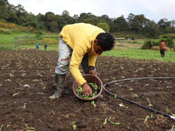 Miles de productores no podían optar a préstamos por la alta mora.