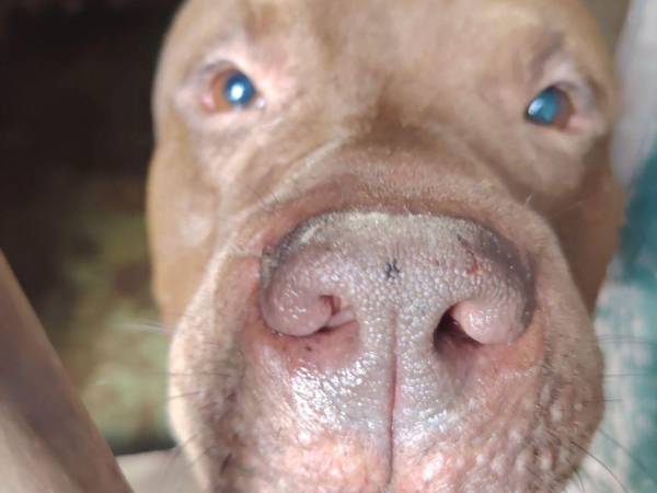 Zeus fue rescatado junto con la Policía Municipal y, como no requiere una rehabilitación grande, será dado directamente en adopción, explicó su cuidadora temporal.