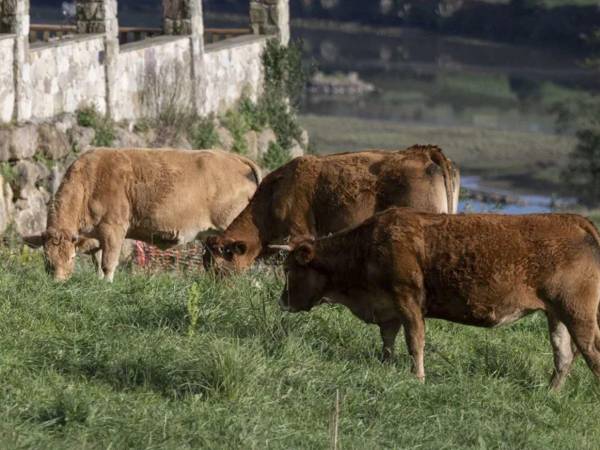 Muere una mujer de 67 años atacada por un rebaño de vacas en el Estado de Tirol.