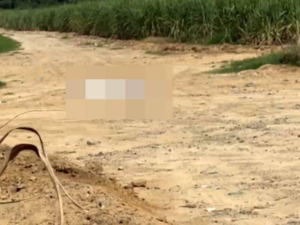Los restos del fallecido fueron localizados en un sector desolado de las cañeras de Brisas del Valle en El Progreso, Yoro.