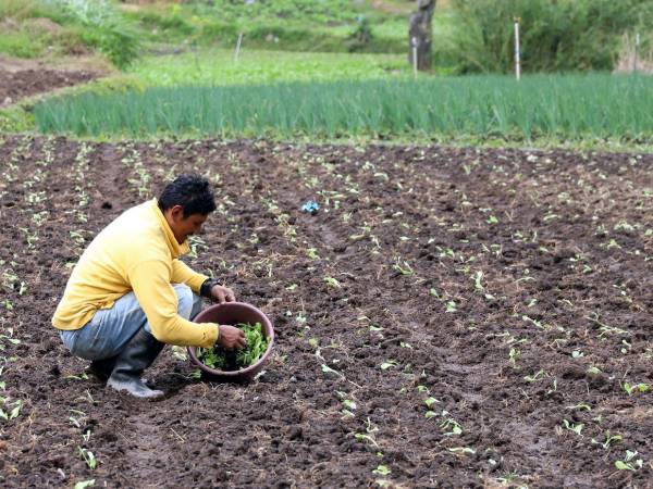 La escasez de agua afecta cultivos de repollo, papa, cebolla y brócoli, situación que comienza a reflejarse en los precios.
