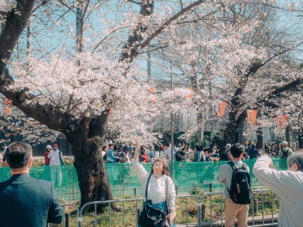 Están utilizando sistemas de IA para analizar décadas de datos de temperatura, y para ofrecer mapas y “medidores de floración” de árboles en más de 1000 puntos