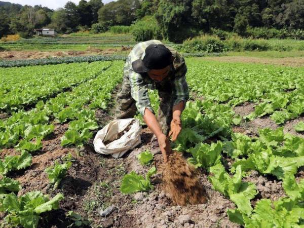 Los productores del agro en Comayagua, Choluteca, Valle, Francisco Morazán, El Paraíso y La Paz pueden acceder al alivio temporal. Se busca extender este mecanismo a más regiones.