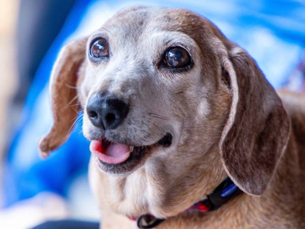 Reconocer las señales permite aprender a acompañarlos mejor en una etapa que requiere cuidados específicos.