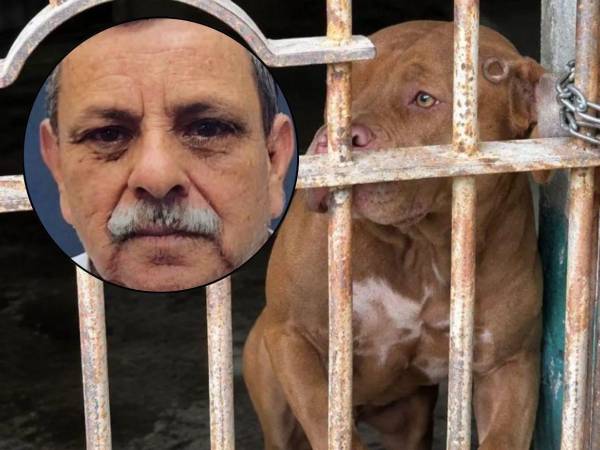 Tras conocerse que el perro pitbull Zeus mató a su dueño -el 21 de septiembre- en la colonia Hato de Enmedio, se ha dado a conocer qué sucederá con la mascota. ¿Será sacrificado? Esto informó la Policía Municipal.