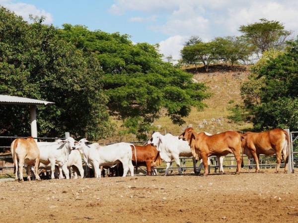 El sector ganadero será uno de los renglones de la producción que serán beneficiados con asistencia técnica gracias a los convenios firmados por las autoridades de la Secretaría de Agricultura y Ganadería (SAG).
